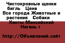 Чистокровные щенки бигль › Цена ­ 15 000 - Все города Животные и растения » Собаки   . Ханты-Мансийский,Нягань г.